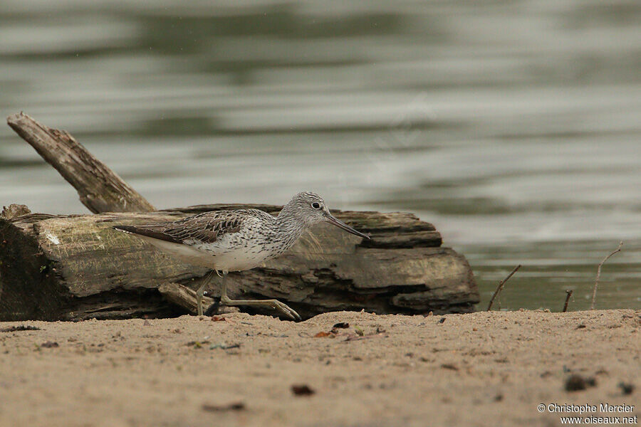 Common Greenshank