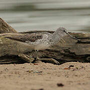 Common Greenshank