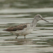 Common Greenshank