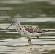 Common Greenshank