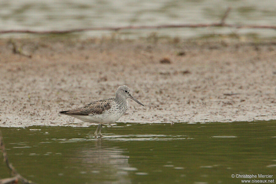 Common Greenshank