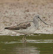 Common Greenshank