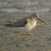 Terek Sandpiper