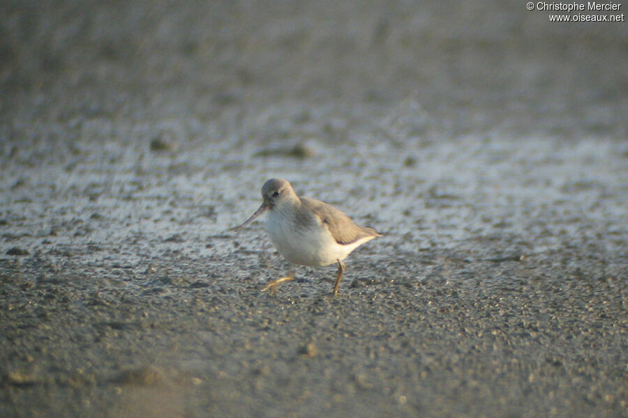 Terek Sandpiper