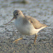 Terek Sandpiper