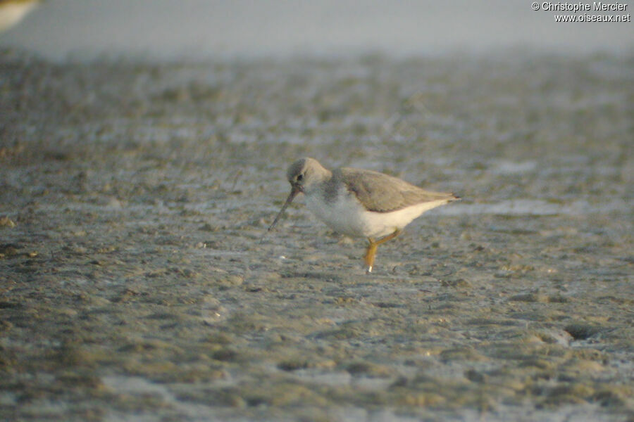 Terek Sandpiper