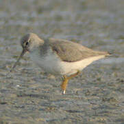 Terek Sandpiper