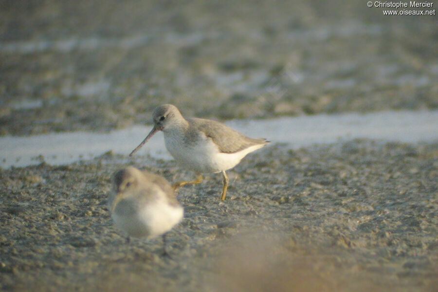 Terek Sandpiper