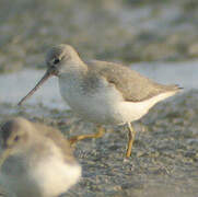 Terek Sandpiper