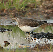 Green Sandpiper