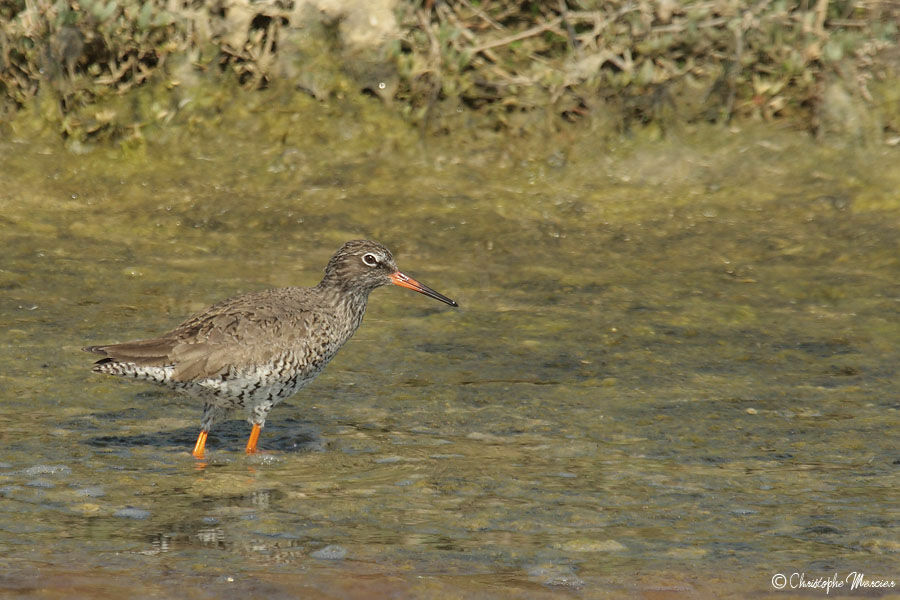 Common Redshank