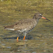 Common Redshank