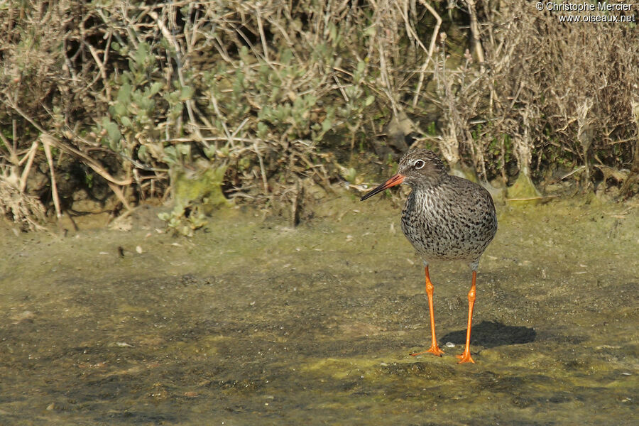 Common Redshank