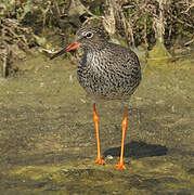 Common Redshank