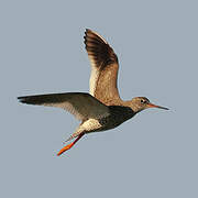 Common Redshank