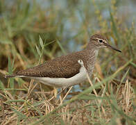 Common Sandpiper