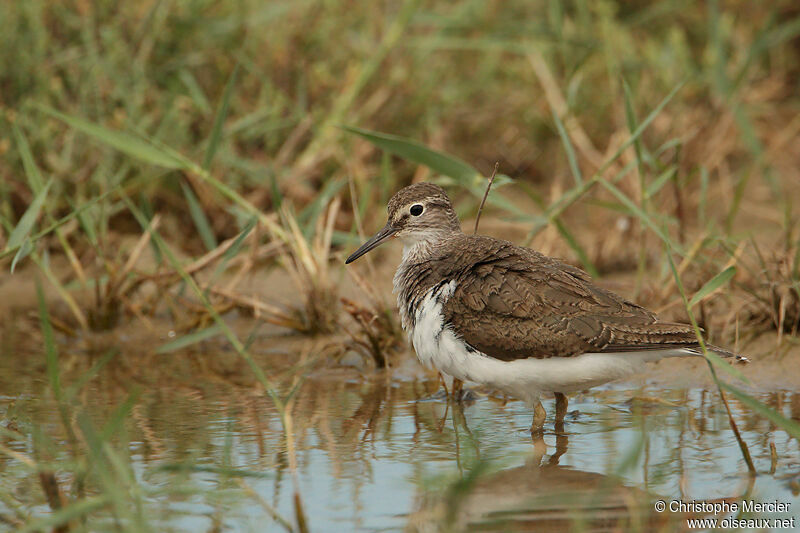 Common Sandpiper