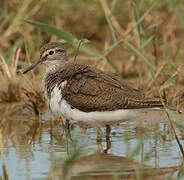 Common Sandpiper