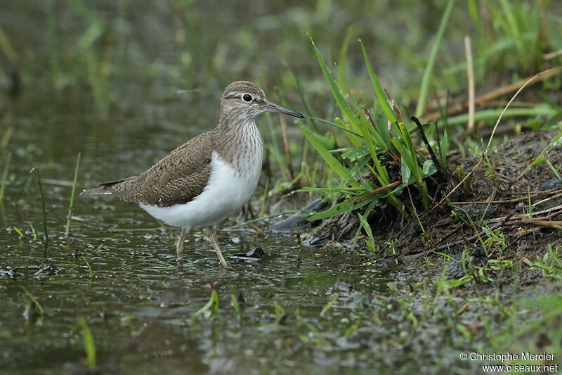 Common Sandpiper