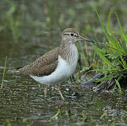 Common Sandpiper