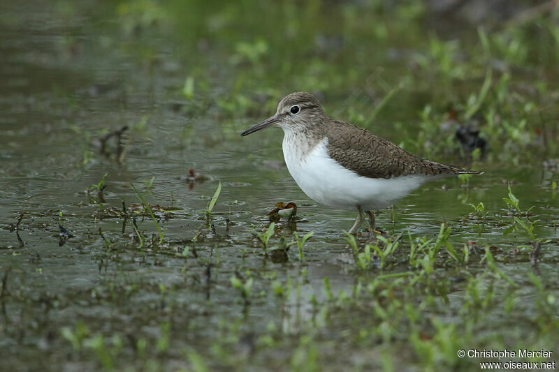 Common Sandpiper