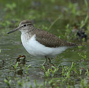 Common Sandpiper