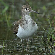 Common Sandpiper