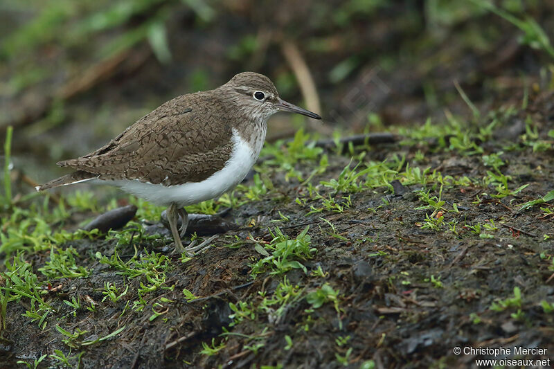 Common Sandpiper