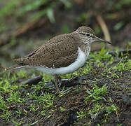 Common Sandpiper