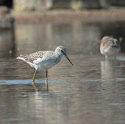 Marsh Sandpiper