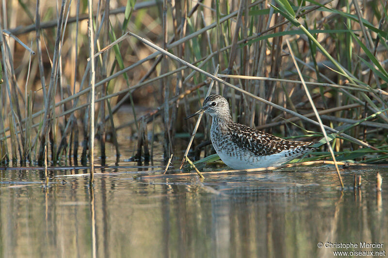 Wood Sandpiper