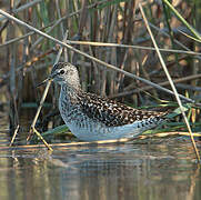 Wood Sandpiper