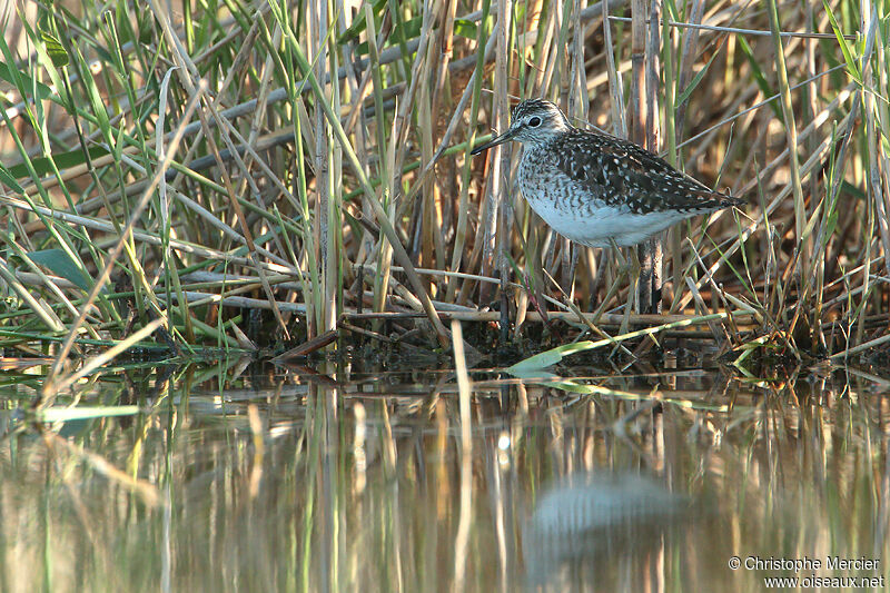 Wood Sandpiper