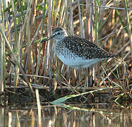 Wood Sandpiper