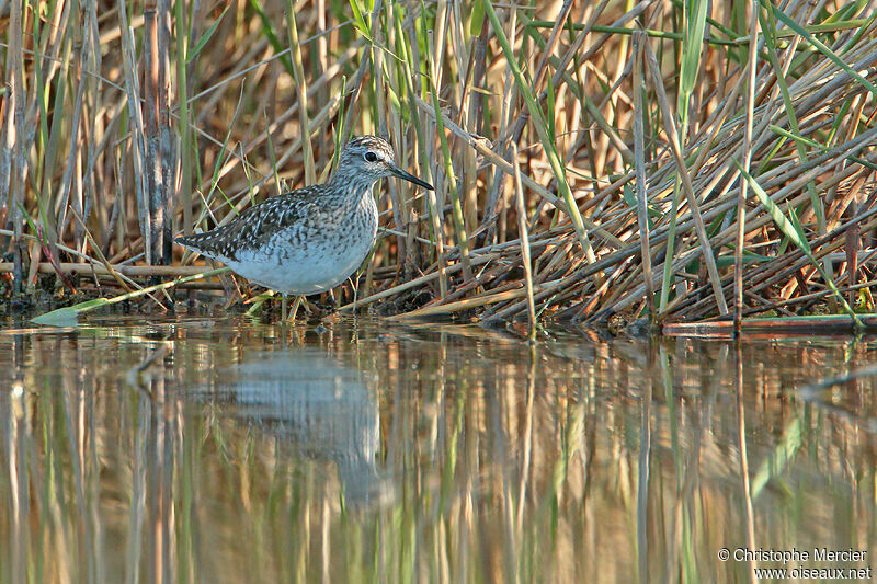 Wood Sandpiper