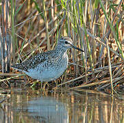 Wood Sandpiper