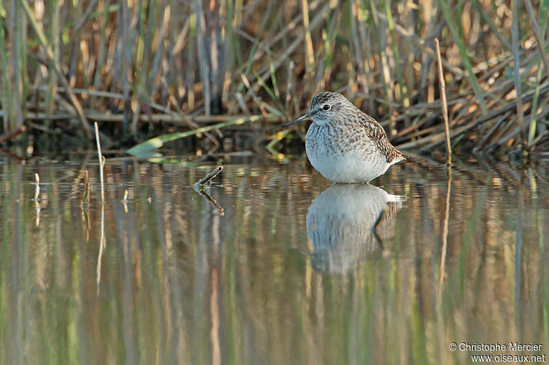 Wood Sandpiper