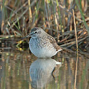 Wood Sandpiper