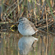 Wood Sandpiper