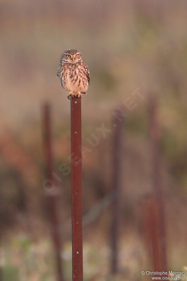 Little Owl