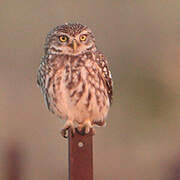 Little Owl