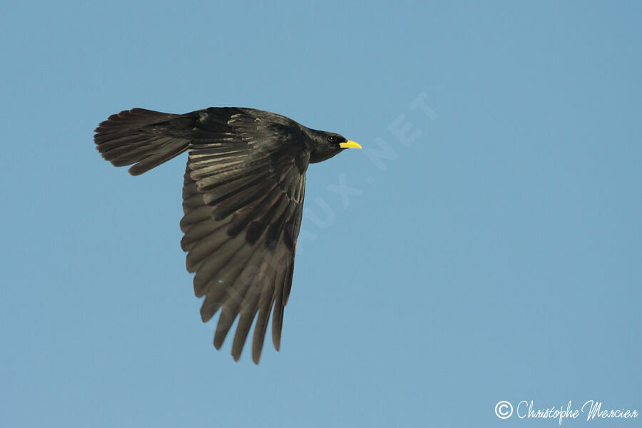 Alpine Chough, Flight