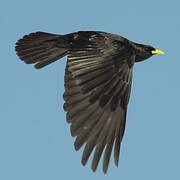 Alpine Chough