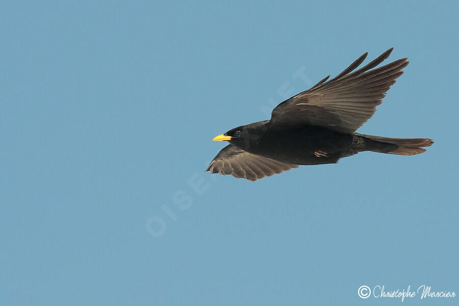 Alpine Chough