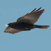 Alpine Chough