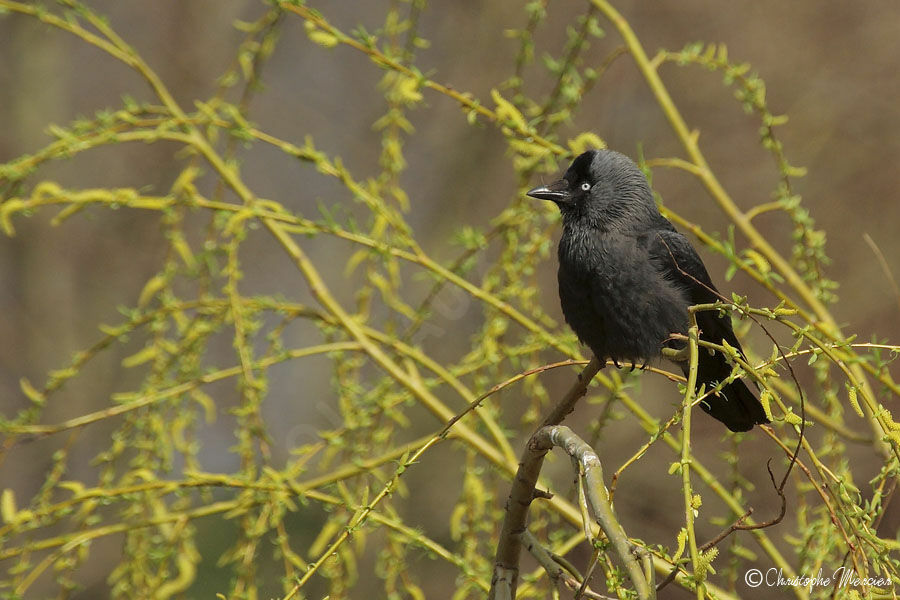 Western Jackdaw