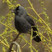 Western Jackdaw