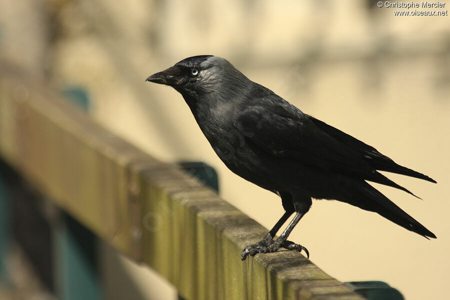 Western Jackdaw