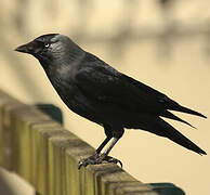 Western Jackdaw