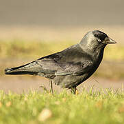 Western Jackdaw